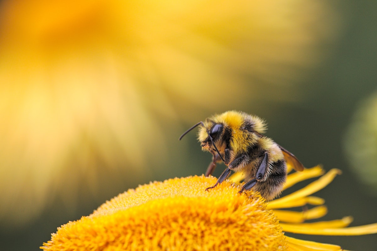 Bee pollinating a wildflower at a solar farm habitat